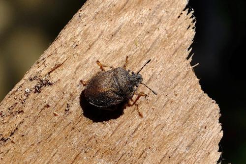 Réf. 286 546 : Podops inunctus